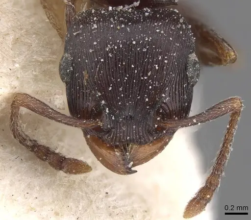 Tetramorium grandinode - CASENT0915017