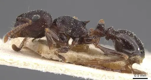 Tetramorium grandinode - CASENT0915017