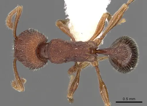 Tetramorium granulatum specimen