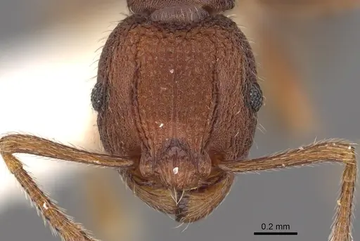 Tetramorium granulatum specimen