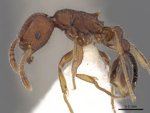 Tetramorium granulatum specimen