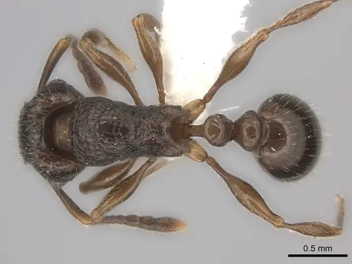 Tetramorium grassii specimen