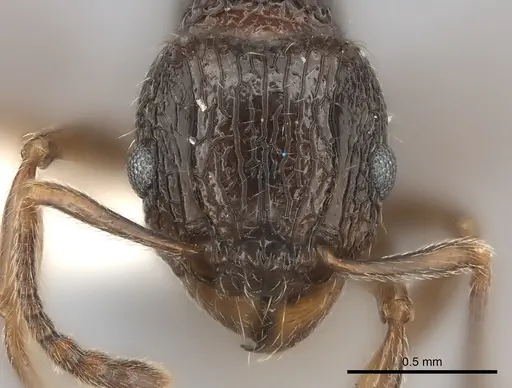 Tetramorium grassii specimen
