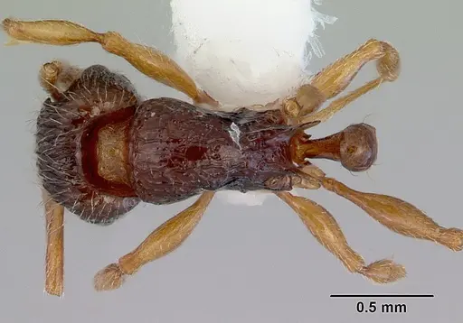 Tetramorium grassii - CASENT0172365