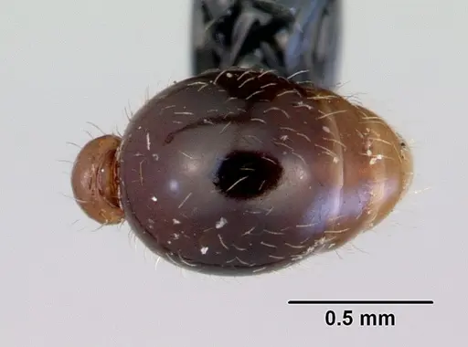 Tetramorium grassii - CASENT0172365