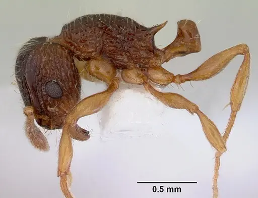 Tetramorium grassii - CASENT0172365