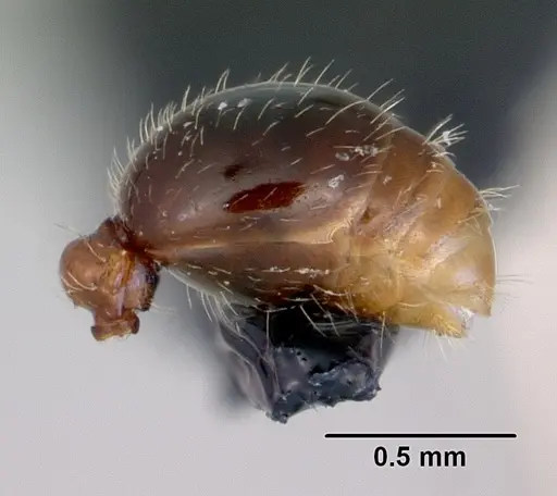 Tetramorium grassii - CASENT0172365