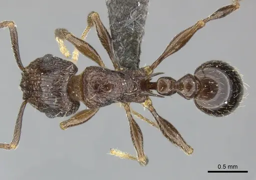 Tetramorium grassii - CASENT0249009