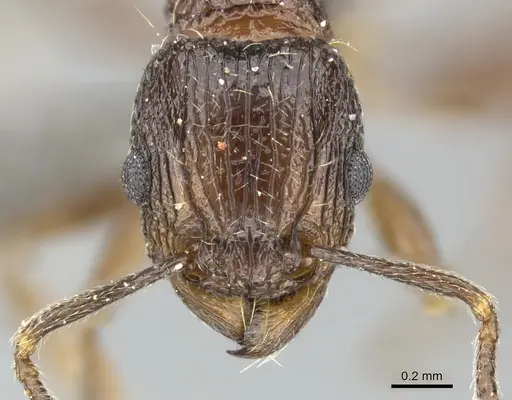 Tetramorium grassii - CASENT0249009