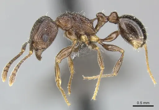 Tetramorium grassii - CASENT0249009