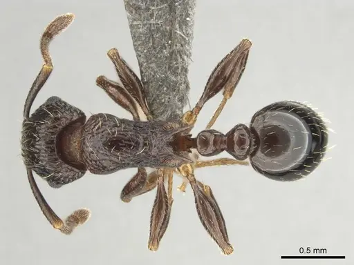 Tetramorium grassii - CASENT0253014