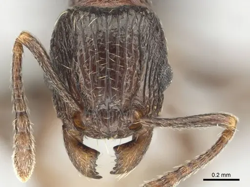 Tetramorium grassii - CASENT0253014