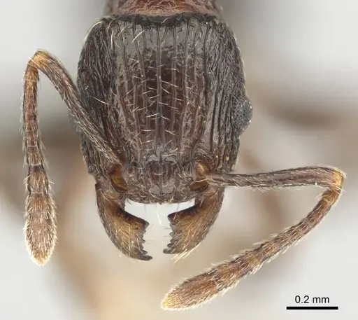 Tetramorium grassii - CASENT0253014