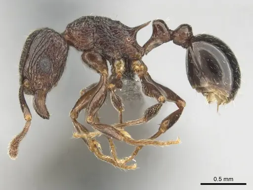 Tetramorium grassii - CASENT0253014