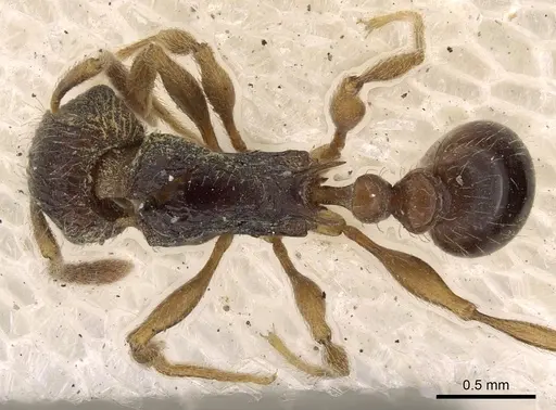 Tetramorium grassii - CASENT0901183