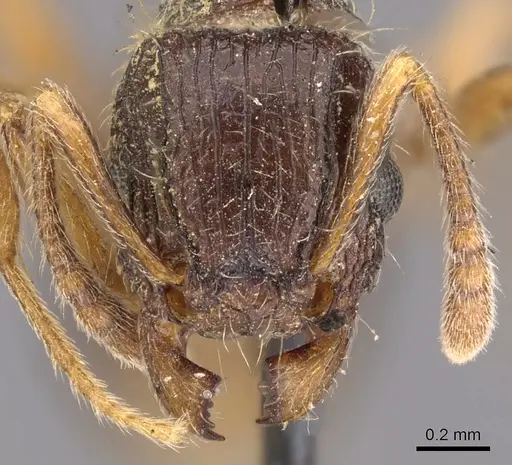 Tetramorium grassii - CASENT0901183