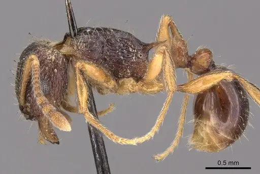 Tetramorium grassii - CASENT0901183