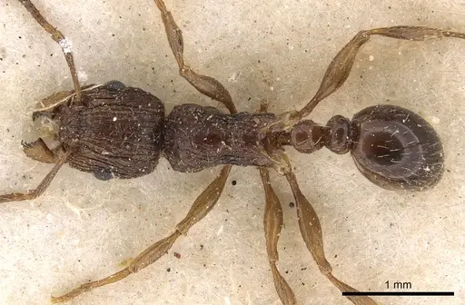 Tetramorium grassii - CASENT0901184