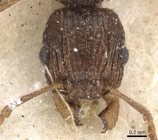 Tetramorium grassii - CASENT0901184