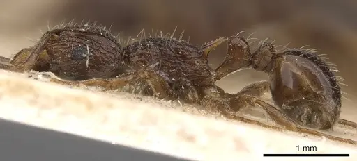 Tetramorium grassii - CASENT0901184