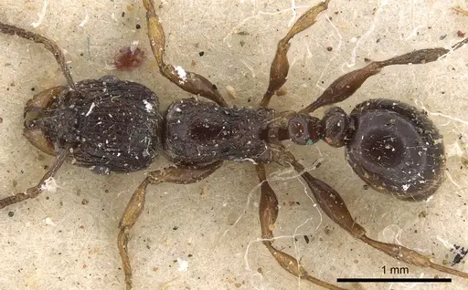 Tetramorium grassii - CASENT0901185