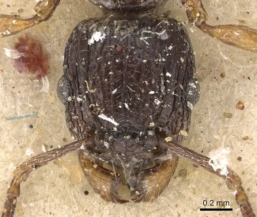 Tetramorium grassii - CASENT0901185