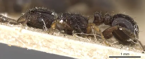 Tetramorium grassii - CASENT0901185