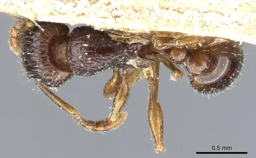 Tetramorium grassii - CASENT0904843