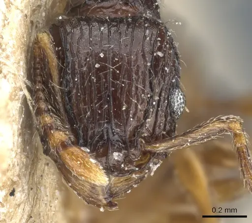 Tetramorium grassii - CASENT0904843