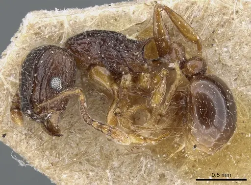 Tetramorium grassii - CASENT0904843