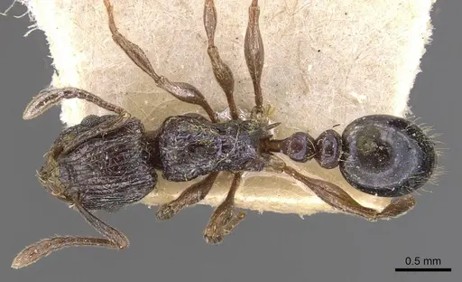Tetramorium grassii - CASENT0909137