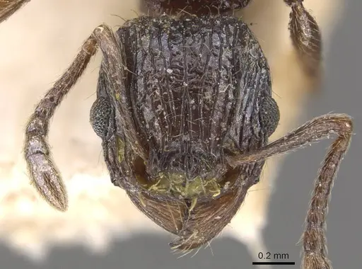 Tetramorium grassii - CASENT0909137