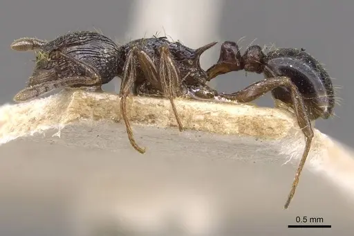 Tetramorium grassii - CASENT0909137