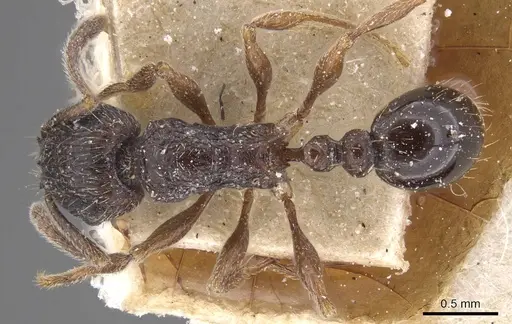 Tetramorium grassii - CASENT0915018