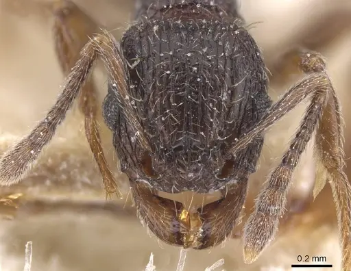 Tetramorium grassii - CASENT0915018