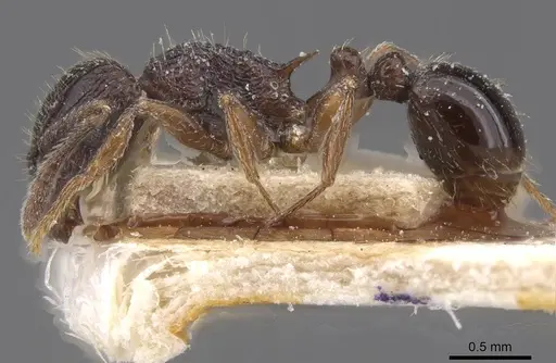 Tetramorium grassii - CASENT0915018