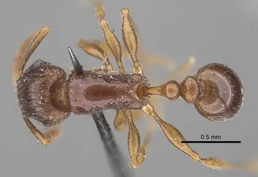 Tetramorium grassii - CASENT0919649