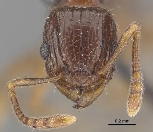 Tetramorium grassii - CASENT0919649