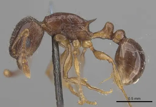 Tetramorium grassii - CASENT0919649