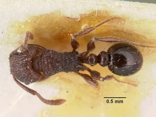 Tetramorium guineense specimen