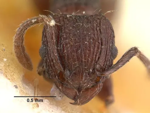 Tetramorium guineense specimen