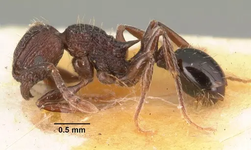 Tetramorium guineense specimen