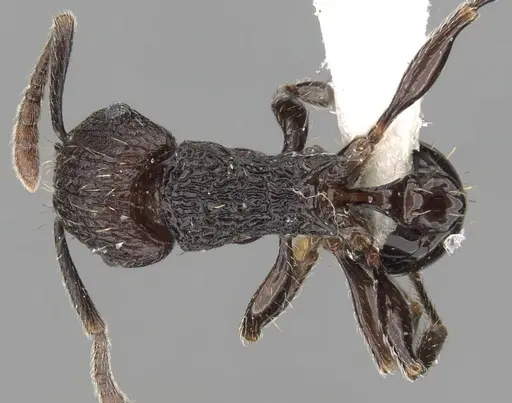Tetramorium guineense - CASENT0175470