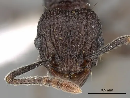 Tetramorium guineense - CASENT0175470