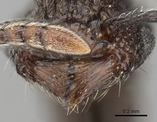 Tetramorium guineense - CASENT0175470