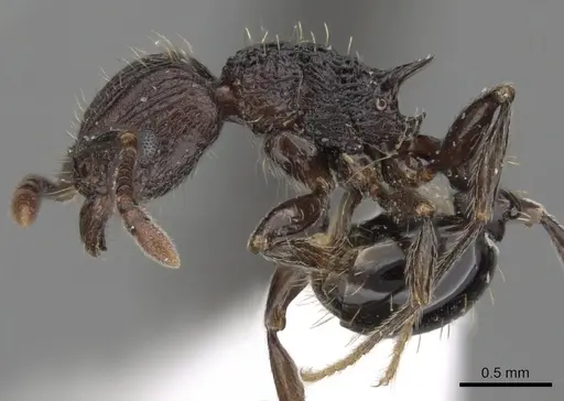 Tetramorium guineense - CASENT0175470