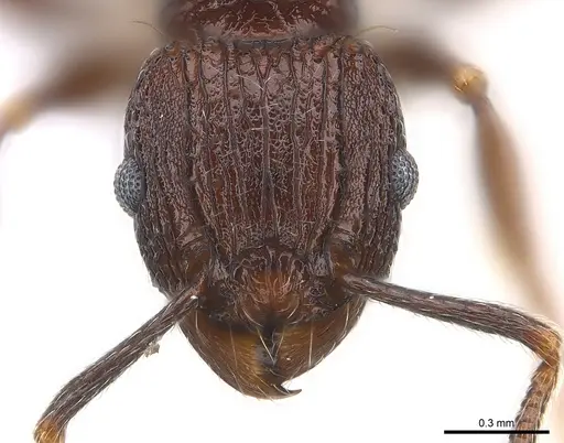 Tetramorium guineense - CASENT0217061