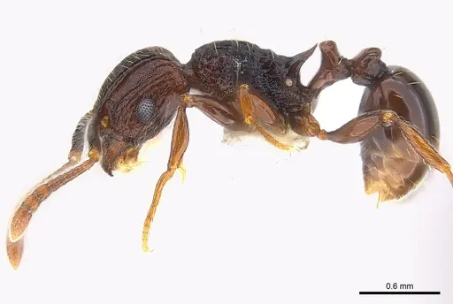 Tetramorium guineense - CASENT0217061