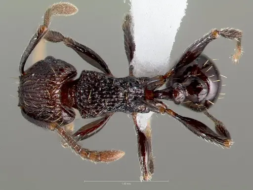 Tetramorium guineense - CASENT0405831