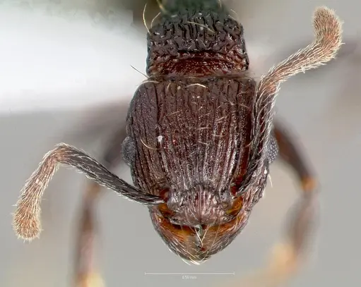 Tetramorium guineense - CASENT0405831